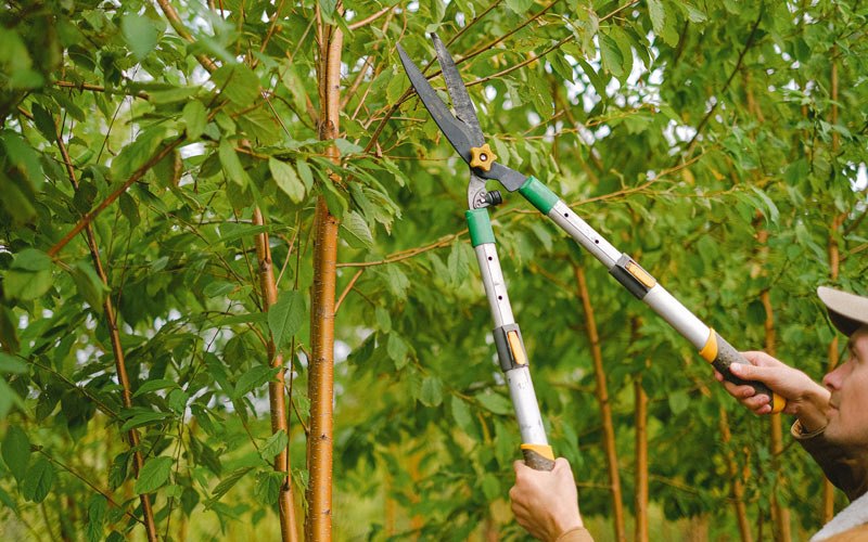 Tree trimming in Portsmouth, IA